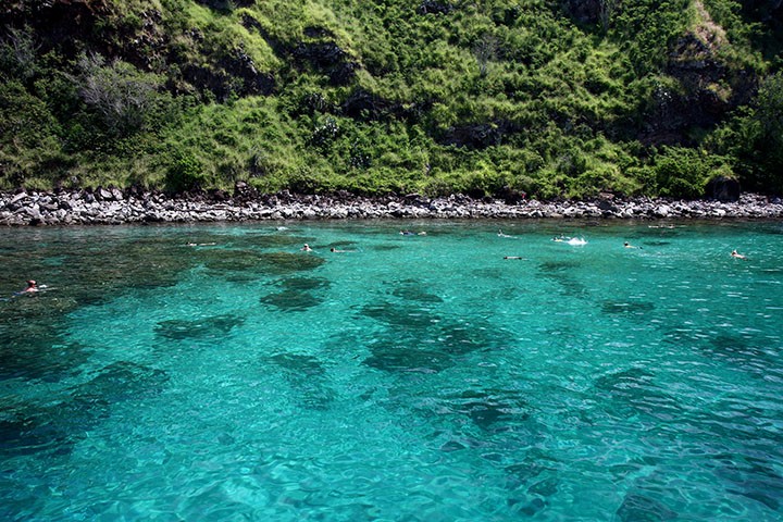 Honolua Bay can have some of the best snorkeling Maui has to offer, from it's thriving coral reef, to the marine life, to the beautiful scenery when you pop your head about the surface of the water.