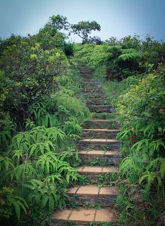 Parts of the hike are maintained enough that there are even stairs that help you get to the end! When you see these stairs, you're almost at the end and the picnic table!