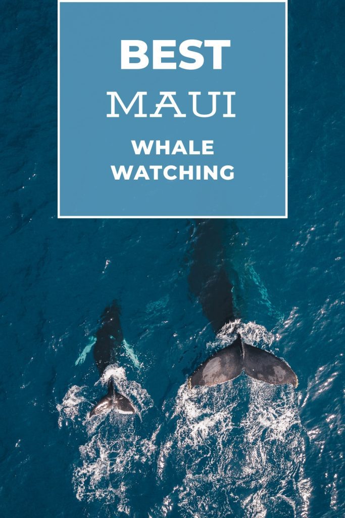 best maui whale watching LetsGoToMaui.net 683x1024 - Best Maui Whale Watching Tours: The ULTIMATE Guide for Whales in Maui!