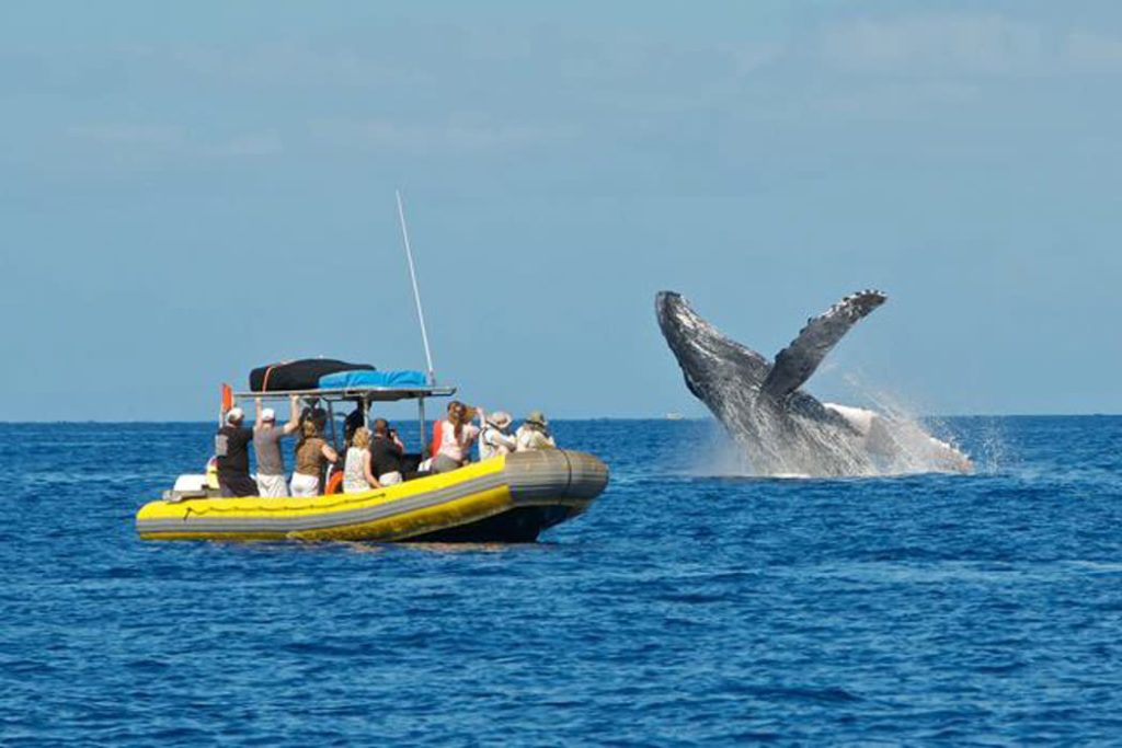 maui whale watching ultimate whale watch breach toward 1024x683 - Best Maui Whale Watching Tours: The ULTIMATE Guide for Whales in Maui!