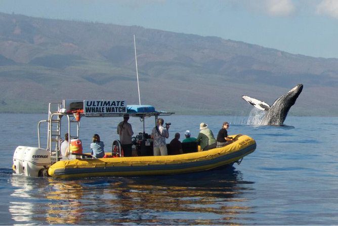 maui whale watching ultimate whale watch breach - Best Maui Whale Watching Tours: The ULTIMATE Guide for Whales in Maui!