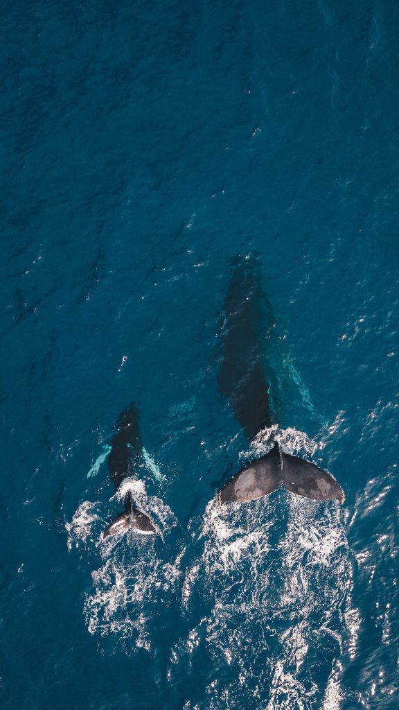 whale watching maui guille pozzi 576x1024 - Best Maui Whale Watching Tours: The ULTIMATE Guide for Whales in Maui!