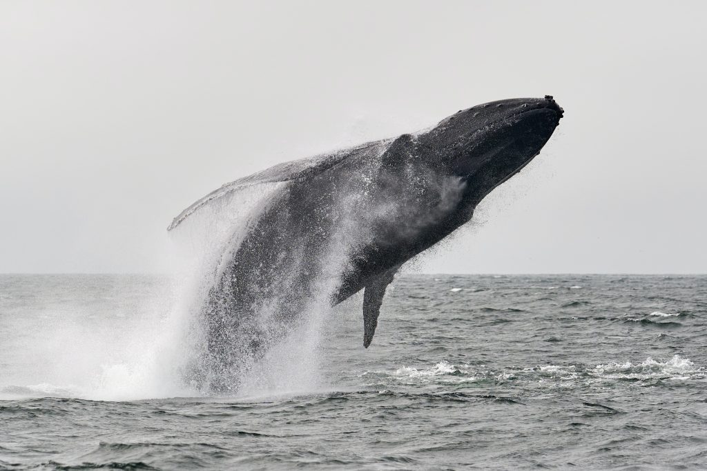 whale watching maui mike doherty 1024x683 - Best Maui Whale Watching Tours: The ULTIMATE Guide for Whales in Maui!