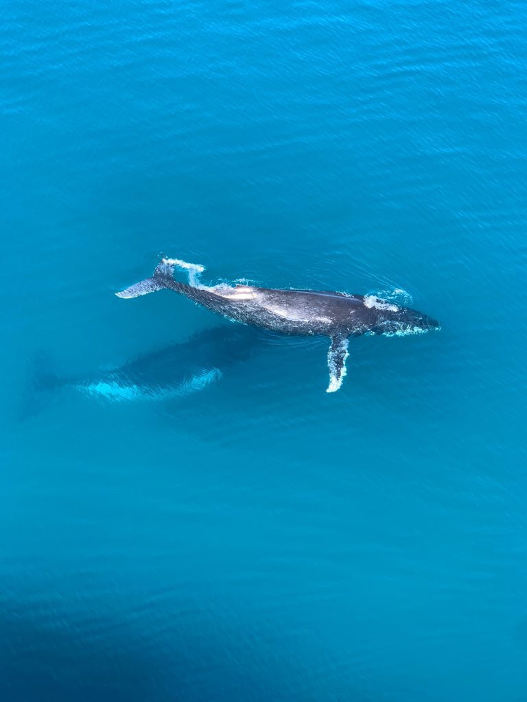 whale watching maui nadia levenets 768x1024 - Best Maui Whale Watching Tours: The ULTIMATE Guide for Whales in Maui!