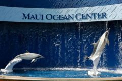 Maui_Ocean_Center-025420