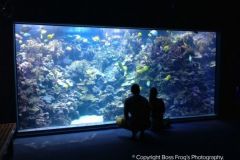 Maui_Ocean_Center-025445