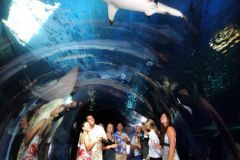 Maui_Ocean_Center-025452