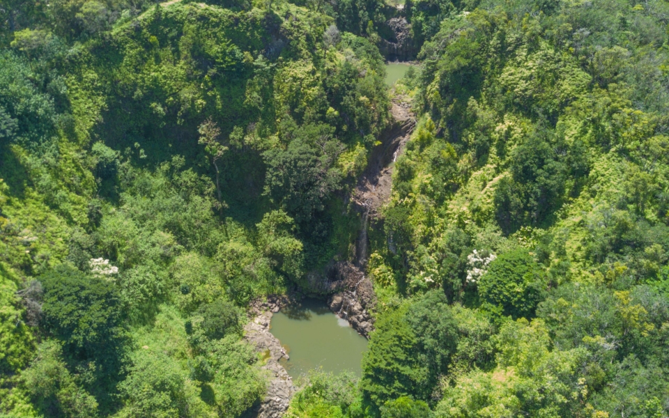 Na'ili'ili Haele - One of Maui's Best Bamboo Forests - Updated 2023