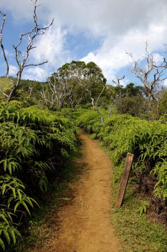 waihee ridge trail maui 33 - Waihee Ridge Trail - What You NEED to Know Before this Hike!
