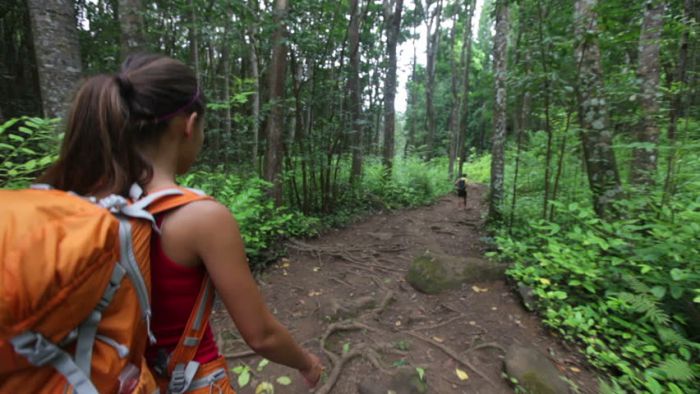 The forest portion of the Waihee Ridge Trail is a nice reprieve from the sun and it changes up the whole feel of the hike up to this point.