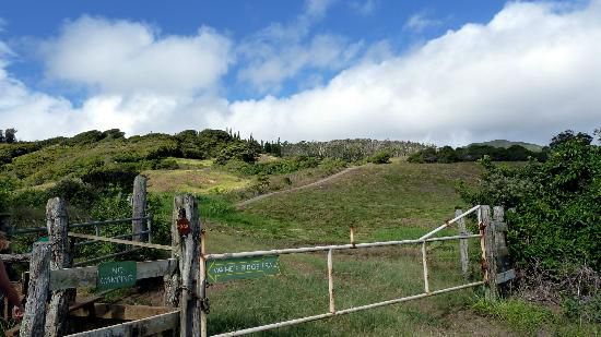 Immediately after the parking in the closest parking lot, you'll come across the trailhead of the Waihee Ridge hike. Be warned, the upcoming concrete hill is no joke!