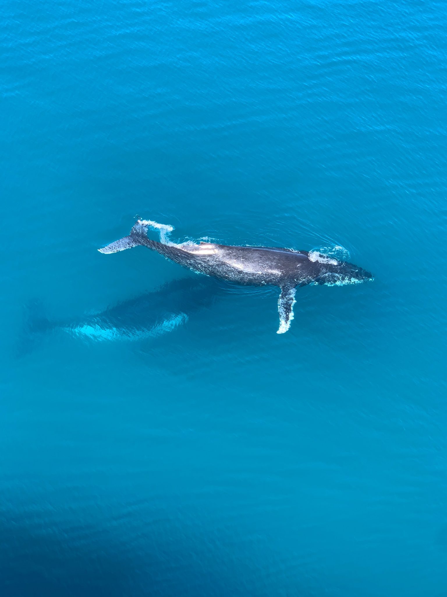 Best Maui Whale Watching Tours The ULTIMATE Guide for Whales in Maui